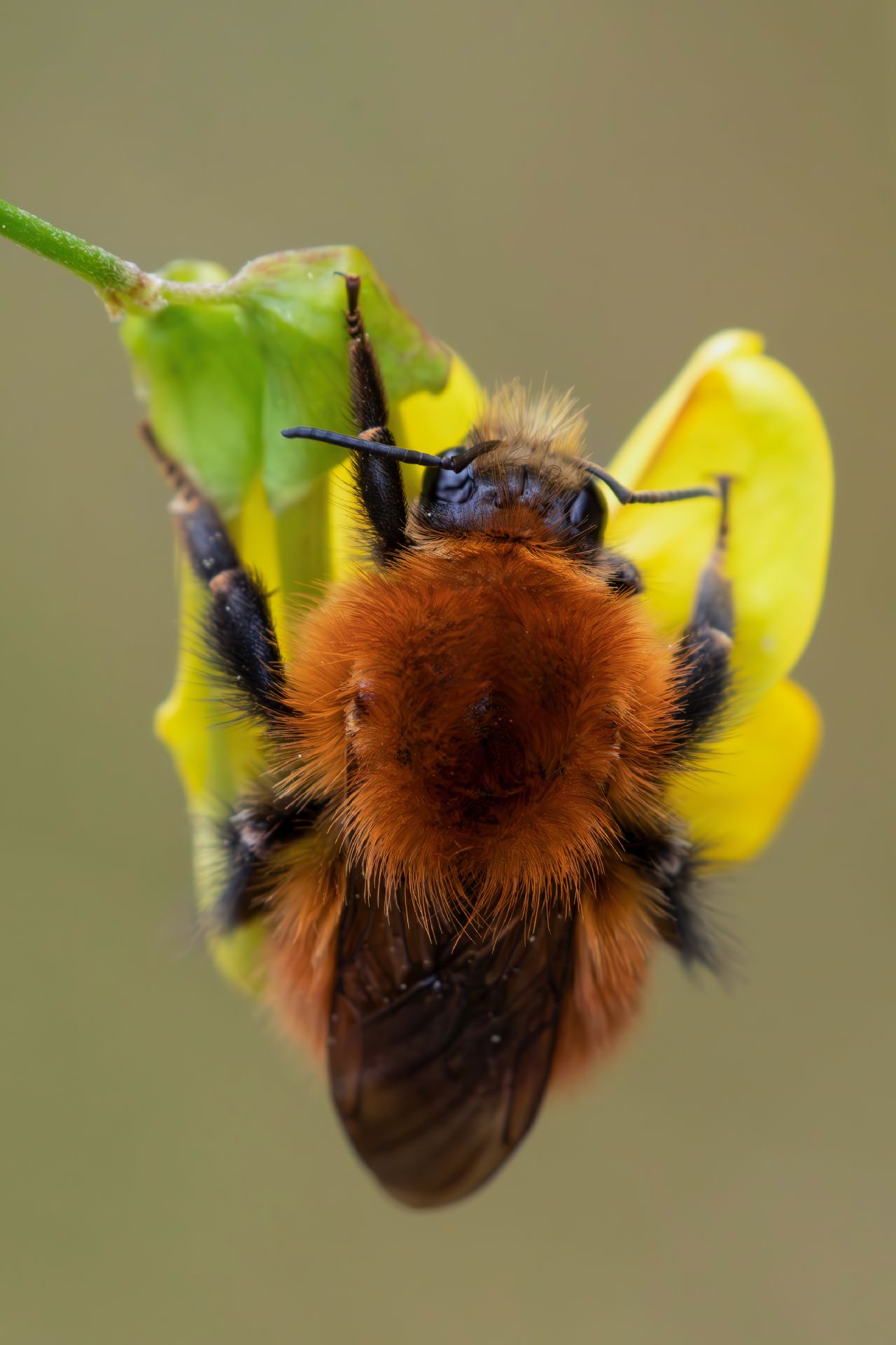 Apidae - Bombus pascuorum o forse dovrei dire Pasquorum